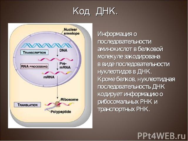 Информация о последовательности аминокислот в белковой молекуле закодирована в виде последовательности нуклеотидов в ДНК. Кроме белков, нуклеотидная последовательность ДНК кодирует информацию о рибосомальных РНК и транспортных РНК. Код ДНК.