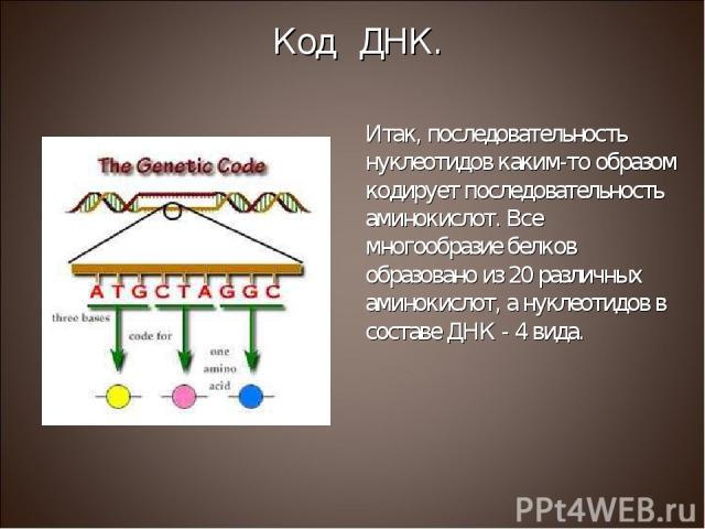 Итак, последовательность нуклеотидов каким-то образом кодирует последовательность аминокислот. Все многообразие белков образовано из 20 различных аминокислот, а нуклеотидов в составе ДНК - 4 вида. Код ДНК.