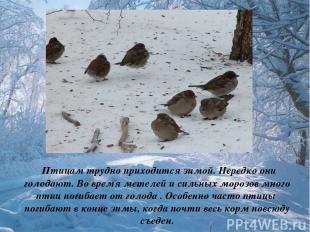 Птицам трудно приходится зимой. Нередко они голодают. Во время метелей и сильных