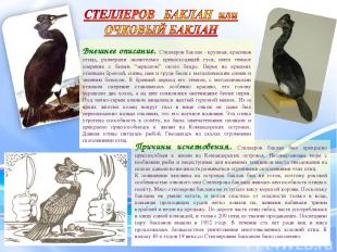 Внешнее описание. Стеллеров баклан - крупная, красивая птица, размерами значител
