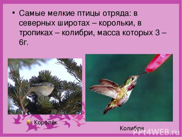 Самые мелкие птицы отряда: в северных широтах – корольки, в тропиках – колибри, масса которых 3 – 6г. Королёк Колибри