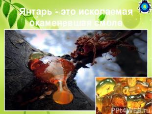 http://biouroki.ru/rebus/3.html http://guppy.ucoz.ru/blog/interesnye_fyakty_o_ra