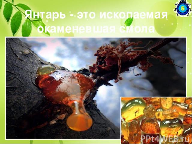http://biouroki.ru/rebus/3.html http://guppy.ucoz.ru/blog/interesnye_fyakty_o_rastenijakh/1-0-4 http://milaiw.narod.ru/les/les_neo.html http://animalworld.com.ua/news/Samyje-udivitelnyje-rastenija http://www.od-flowers.com/page/page288.html http://i…