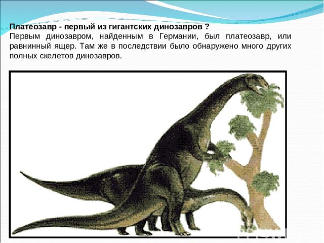Платеозавр - первый из гигантских динозавров ? Первым динозавром, найденным в Германии, был платеозавр, или равнинный ящер. Там же в последствии было обнаружено много других полных скелетов динозавров.