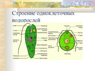 Строение одноклеточных водорослей