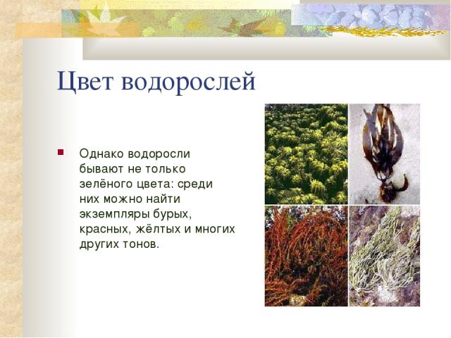 Цвет водорослей Однако водоросли бывают не только зелёного цвета: среди них можно найти экземпляры бурых, красных, жёлтых и многих других тонов.