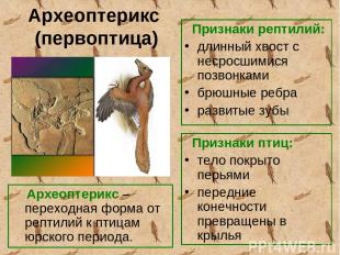 Археоптерикс (первоптица) Археоптерикс – переходная форма от рептилий к птицам ю