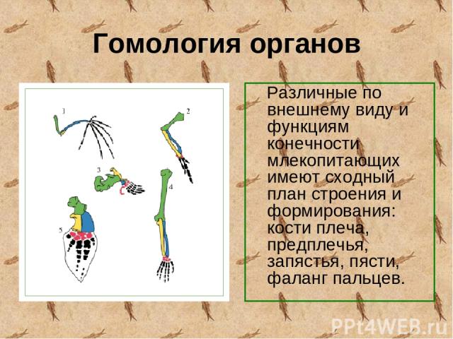 Гомология органов Различные по внешнему виду и функциям конечности млекопитающих имеют сходный план строения и формирования: кости плеча, предплечья, запястья, пясти, фаланг пальцев.