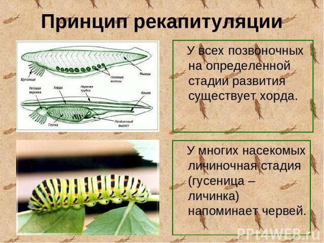 Принцип рекапитуляции У всех позвоночных на определенной стадии развития существует хорда. У многих насекомых личиночная стадия (гусеница – личинка) напоминает червей.