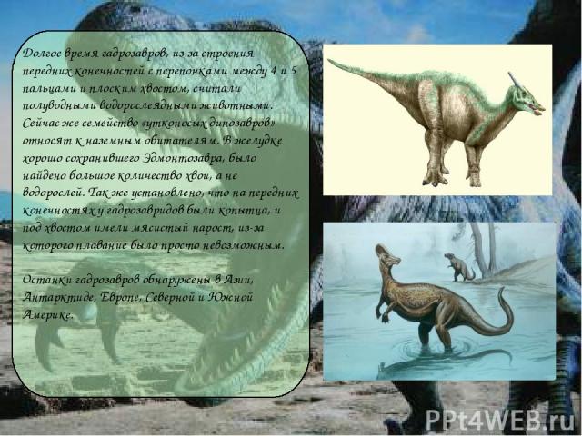 Долгое время гадрозавров, из-за строения передних конечностей с перепонками между 4 и 5 пальцами и плоским хвостом, считали полуводными водорослеядными животными. Сейчас же семейство «утконосых динозавров» относят к наземным обитателям. В желудке хо…