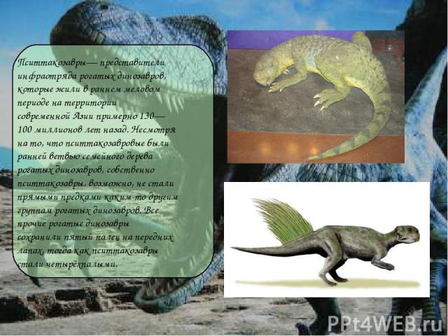 Пситтакозавры— представители инфраотряда рогатых динозавров, которые жили в раннем меловом периоде на территории современной Азии примерно 130— 100 миллионов лет назад. Несмотря на то, что пситтакозавровые были ранней ветвью семейного дерева рогатых…