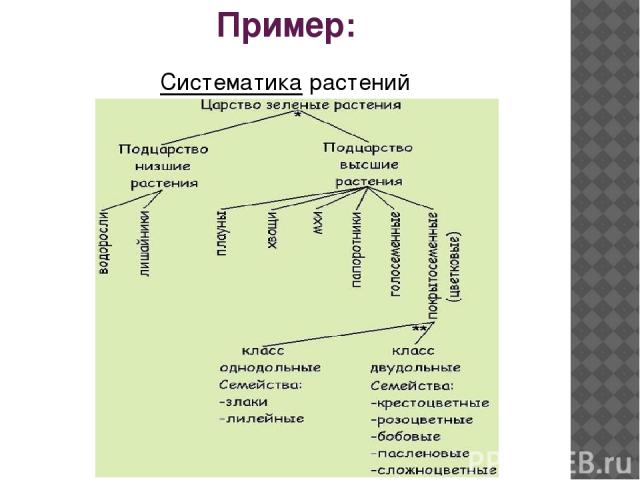 Пример: Систематика растений