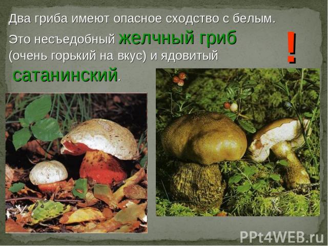 Два гриба имеют опасное сходство с белым. Это несъедобный желчный гриб (очень горький на вкус) и ядовитый сатанинский. !
