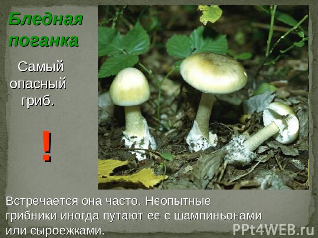 Бледная поганка Самый опасный гриб. Встречается она часто. Неопытные грибники иногда путают ее с шампиньонами или сыроежками. !