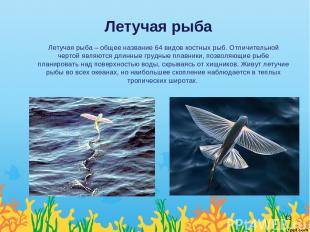 Летучая рыба Летучая рыба – общее название 64 видов костных рыб. Отличительной ч
