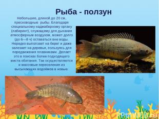 Рыба - ползун Небольшие, длиной до 20 см, пресноводные  рыбы. Благодаря специаль