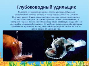 Глубоководный удильщик  Подотряд глубоководных рыб из отряда удильщикообразных,