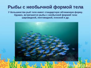 Рыбы с необычной формой тела У большинства рыб тело имеет стандартную обтекаемую