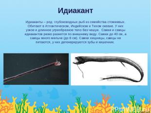 Идиакант Идиаканты – род  глубоководных рыб из семейства стомиевых. Обитают в Ат