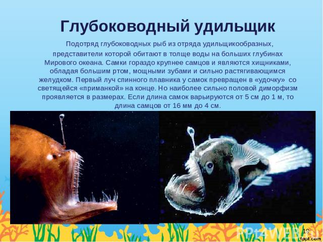 Глубоководный удильщик  Подотряд глубоководных рыб из отряда удильщикообразных, представители которой обитают в толще воды на больших глубинах Мирового океана. Самки гораздо крупнее самцов и являются хищниками, обладая большим ртом, мощными зубами и…