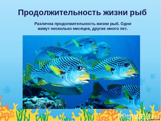 Продолжительность жизни рыб Различна продолжительность жизни рыб. Одни живут несколько месяцев, другие много лет. *