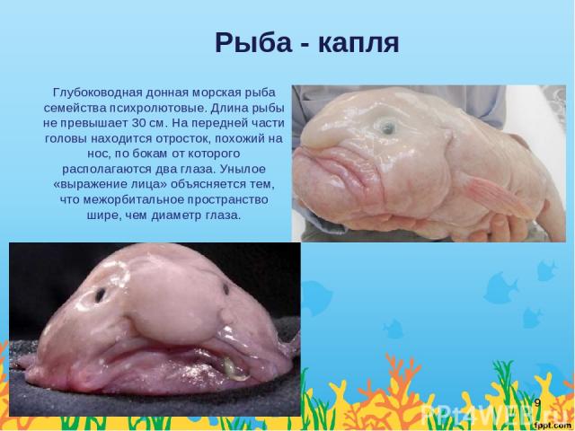 Рыба - капля Глубоководная донная морская рыба семейства психролютовые. Длина рыбы не превышает 30 см. На передней части головы находится отросток, похожий на нос, по бокам от которого располагаются два глаза. Унылое «выражение лица» объясняется тем…