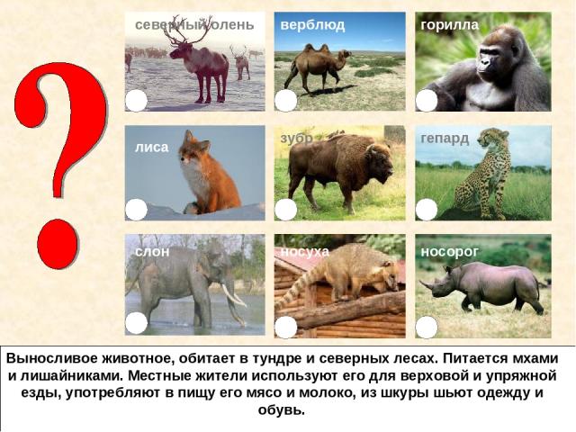 северный олень верблюд лиса слон горилла зубр гепард носорог носуха Выносливое животное, обитает в тундре и северных лесах. Питается мхами и лишайниками. Местные жители используют его для верховой и упряжной езды, употребляют в пищу его мясо и молок…