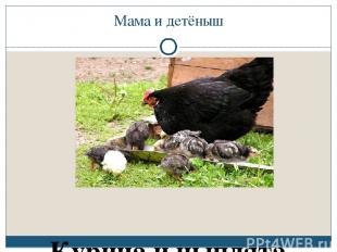 Мама и детёныш Курица и цыплята