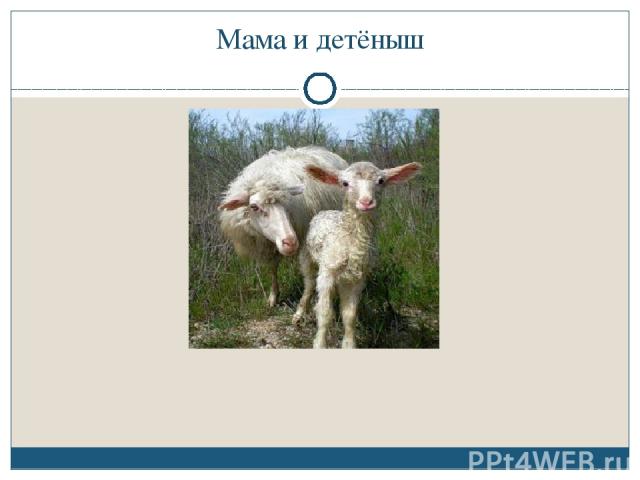 Мама и детёныш Овца и ягненок