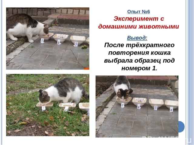 Опыт №6 Эксперимент с домашними животными Вывод: После трёхкратного повторения кошка выбрала образец под номером 1.