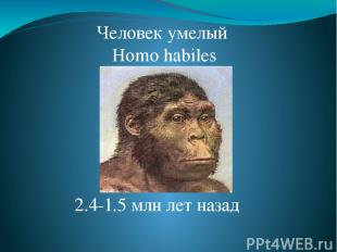 Человек умелый Homo habiles 2.4-1.5 млн лет назад Homo Habilis. Умели изготавлив