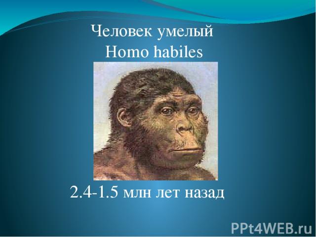 Человек умелый Homo habiles 2.4-1.5 млн лет назад Homo Habilis. Умели изготавливать примитивные орудия труда.