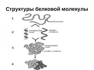 Структуры белковой молекулы