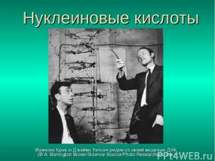 Нуклеиновые кислоты Френсис Крик и Джеймс Уитсон рядом со своей моделью ДНК (© A