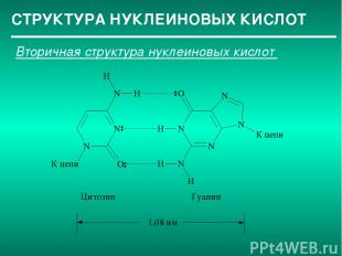 СТРУКТУРА НУКЛЕИНОВЫХ КИСЛОТ Вторичная структура нуклеиновых кислот