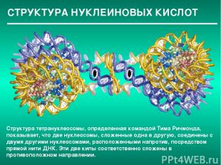 СТРУКТУРА НУКЛЕИНОВЫХ КИСЛОТ Структура тетрануклеосомы, определенная командой Ти