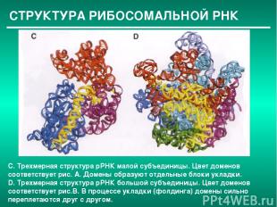 СТРУКТУРА РИБОСОМАЛЬНОЙ РНК C. Трехмерная структура рРНК малой субъединицы. Цвет