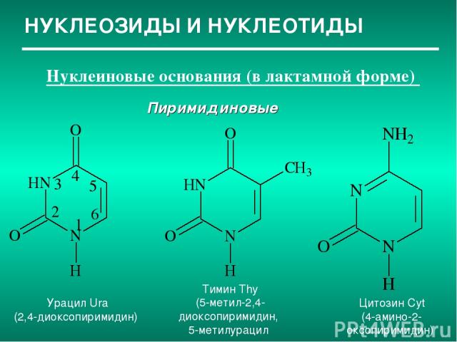 НУКЛЕОЗИДЫ И НУКЛЕОТИДЫ Нуклеиновые основания (в лактамной форме) Пиримидиновые Урацил Ura (2,4-диоксопиримидин) Тимин Thy (5-метил-2,4-диоксопиримидин, 5-метилурацил Цитозин Cyt (4-амино-2-оксопиримидин)