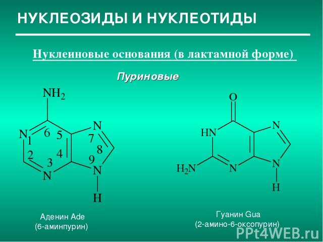 НУКЛЕОЗИДЫ И НУКЛЕОТИДЫ Нуклеиновые основания (в лактамной форме) Пуриновые Аденин Ade (6-аминпурин) Гуанин Gua (2-амино-6-оксопурин)