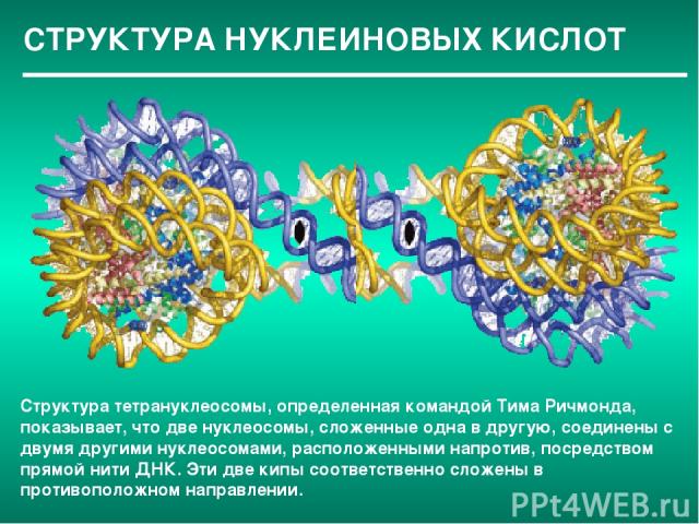 СТРУКТУРА НУКЛЕИНОВЫХ КИСЛОТ Структура тетрануклеосомы, определенная командой Тима Ричмонда, показывает, что две нуклеосомы, сложенные одна в другую, соединены с двумя другими нуклеосомами, расположенными напротив, посредством прямой нити ДНК. Эти д…