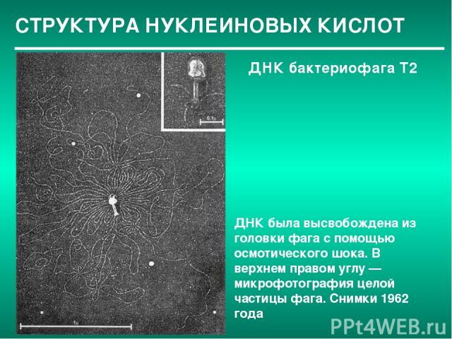 СТРУКТУРА НУКЛЕИНОВЫХ КИСЛОТ ДНК бактериофага Т2 ДНК была высвобождена из головки фага с помощью осмотического шока. В верхнем правом углу — микрофотография целой частицы фага. Снимки 1962 года