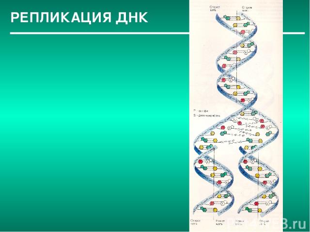 РЕПЛИКАЦИЯ ДНК