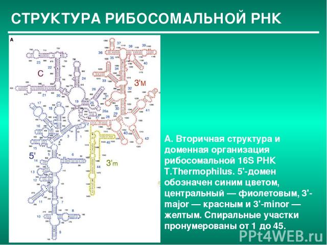 СТРУКТУРА РИБОСОМАЛЬНОЙ РНК А. Вторичная структура и доменная организация рибосомальной 16S РНК T.Thermophilus. 5'-домен обозначен синим цветом, центральный — фиолетовым, 3'-major — красным и 3'-minor — желтым. Спиральные участки пронумерованы от 1 до 45.