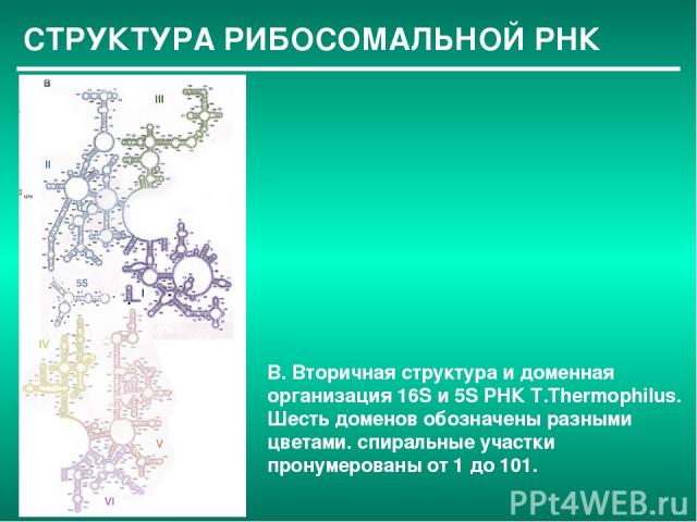 СТРУКТУРА РИБОСОМАЛЬНОЙ РНК B. Вторичная структура и доменная организация 16S и 5S РНК T.Thermophilus. Шесть доменов обозначены разными цветами. спиральные участки пронумерованы от 1 до 101.