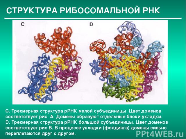 СТРУКТУРА РИБОСОМАЛЬНОЙ РНК C. Трехмерная структура рРНК малой субъединицы. Цвет доменов соответствует рис. А. Домены образуют отдельные блоки укладки. D. Трехмерная структура рРНК большой субъединицы. Цвет доменов соответствует рис.В. В процессе ук…