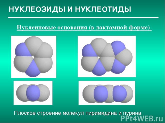 НУКЛЕОЗИДЫ И НУКЛЕОТИДЫ Нуклеиновые основания (в лактамной форме) Плоское строение молекул пиримидина и пурина