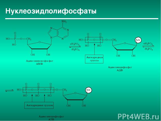 Нуклеозидполифосфаты