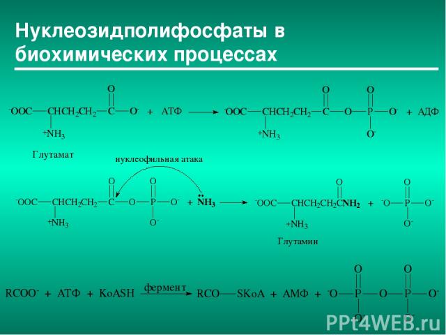Нуклеозидполифосфаты в биохимических процессах