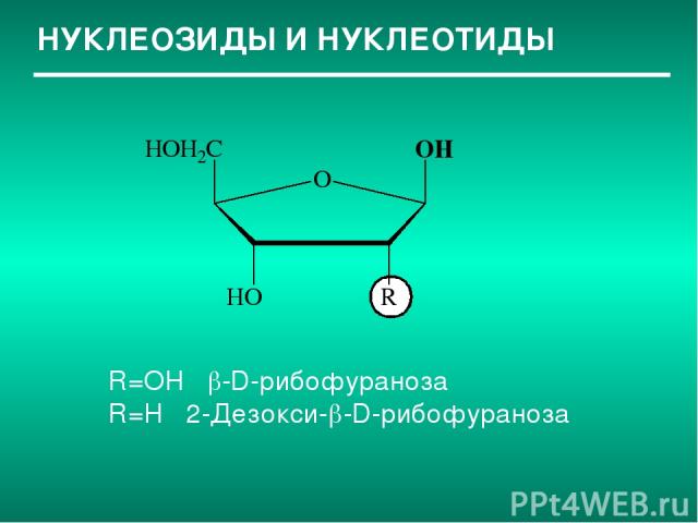 НУКЛЕОЗИДЫ И НУКЛЕОТИДЫ R=OH -D-рибофураноза R=H 2-Дезокси- -D-рибофураноза