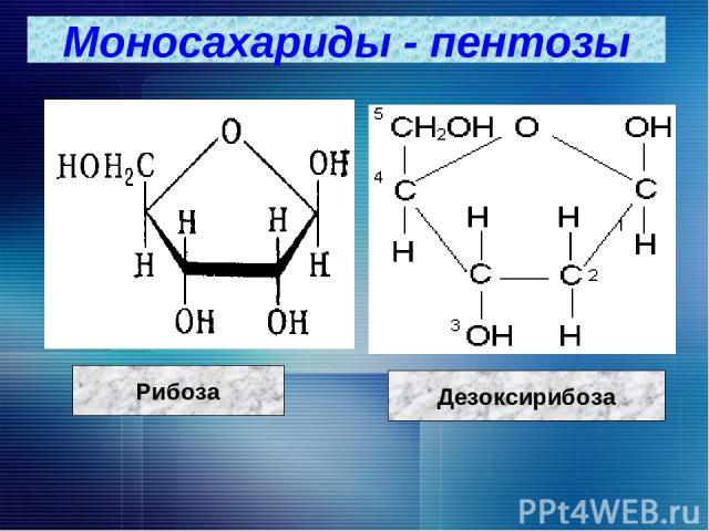 Моносахариды - пентозы Рибоза Дезоксирибоза